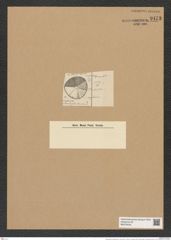 Actinoptychus irregularis Grun. (de-Toni-Nr.: Genus 227, Species 5579) Zeichnungen Sammlung Grunow Nr. 9473 (NHMW-BOT-W0379439)
